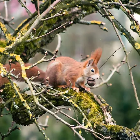 Apartament Peter Michelstadt