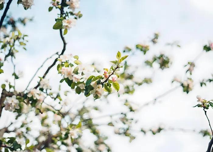 Peter Апартаменты Михельштадт